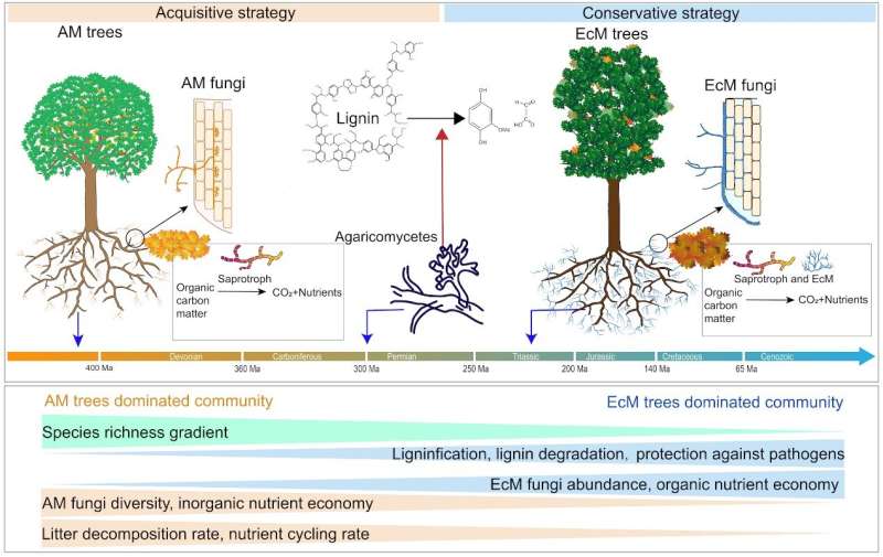 Mycorrhizal types control biodiversity effects on productivity
