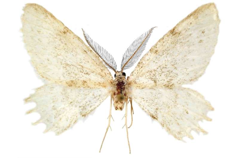 Mysterious new moth species discovered in Europe