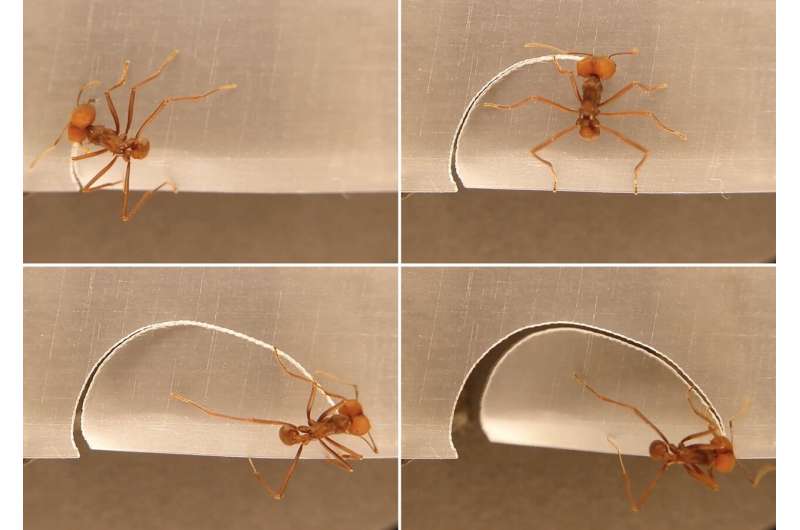 Mystery of how leaf-cutting ants gauge leaf portion size revealed