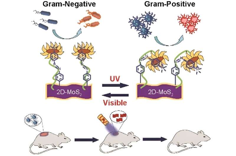 Nanomaterial with 'light switch' kills gram-negative or gram-positive bacteria 