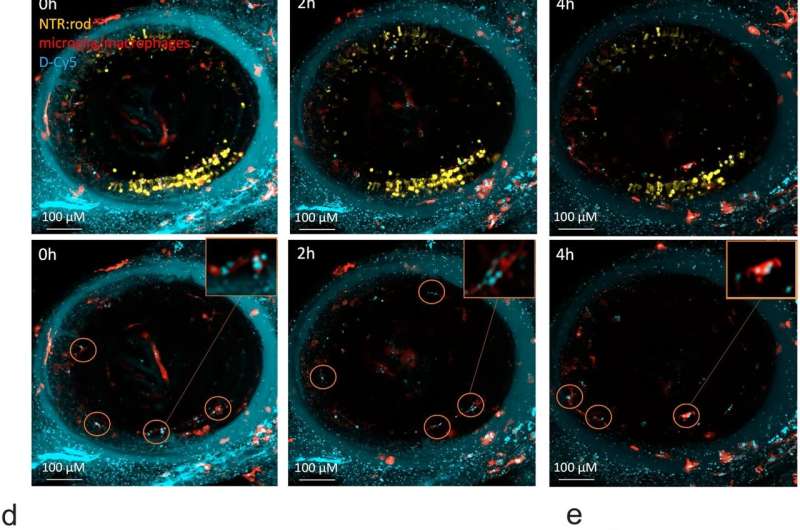 Nanodeeltjes-medicijnafgiftesysteem verbetert de regeneratie van neuronen in het oog van de zebravis super, blijkt uit nieuw onderzoek