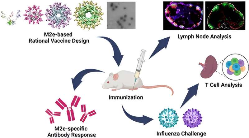 "Nanoparticle' flu vaccine design shows promise in early tests