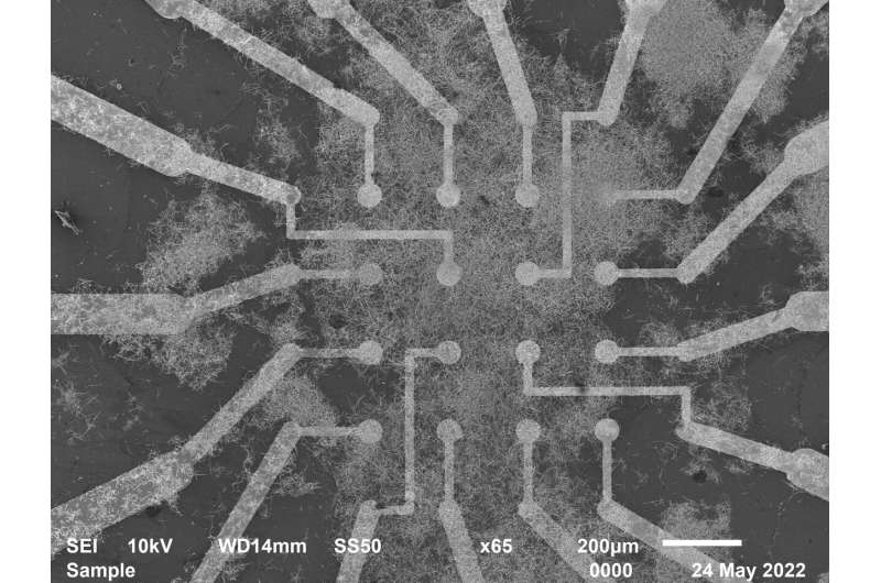 Nanowire 'brain' network learns and remembers 'on the fly'