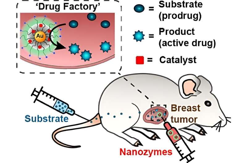 Nanozymes drive tumor-specific drug delivery while minimizing toxicity