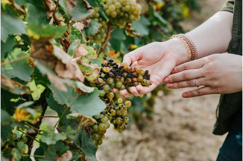 NASA helps spot wine grape disease from skies above California