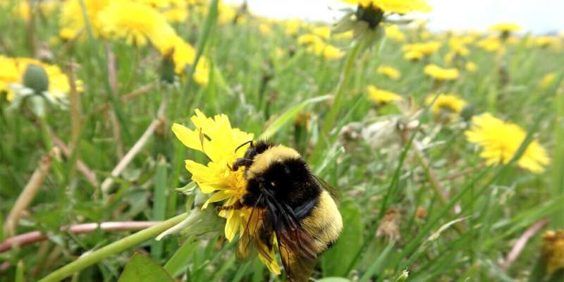 National pollinator strategy needed to save Canada's wild bees, say researchers