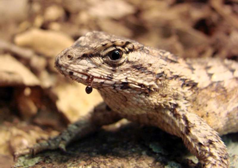 Native eastern fence lizards changed their bodies and behavior in response to invasive red imported fire ants