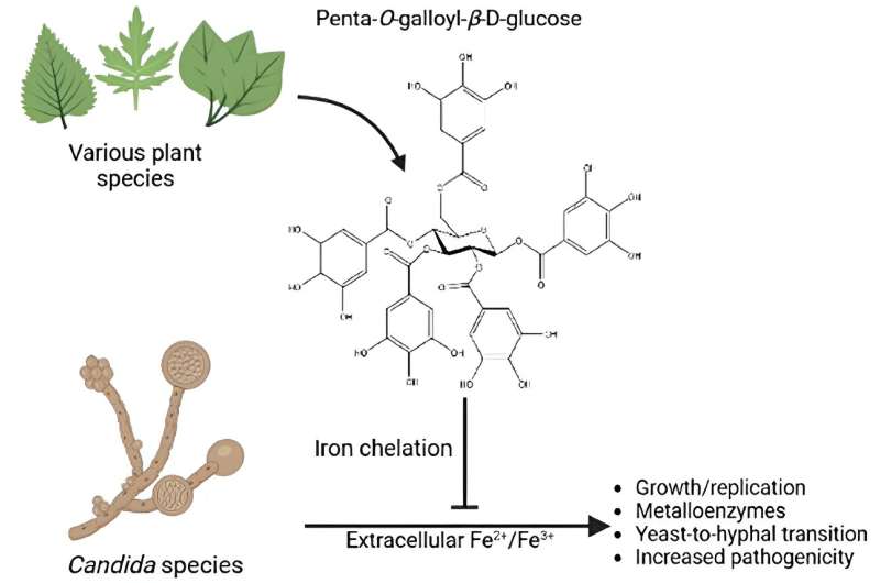 Natural compound found in plants inhibits deadly fungi