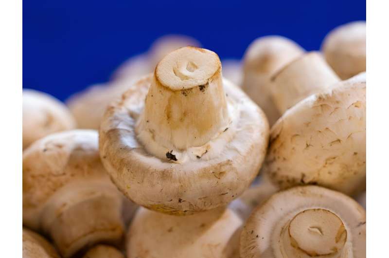 Natural compound in white button mushrooms could benefit animal, human health