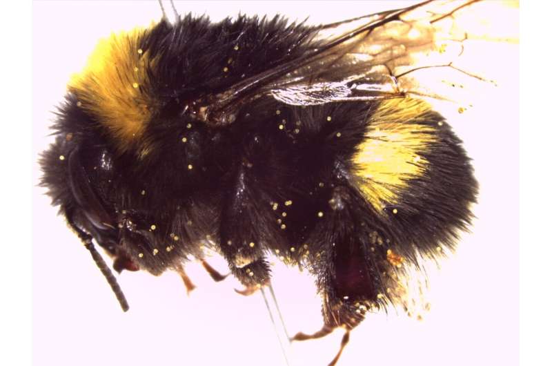 Las colecciones de historia natural arrojan luz sobre las luchas modernas de los abejorros