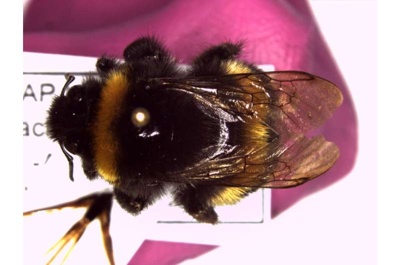 Natural history collections shed light on bumblebees' modern struggles
