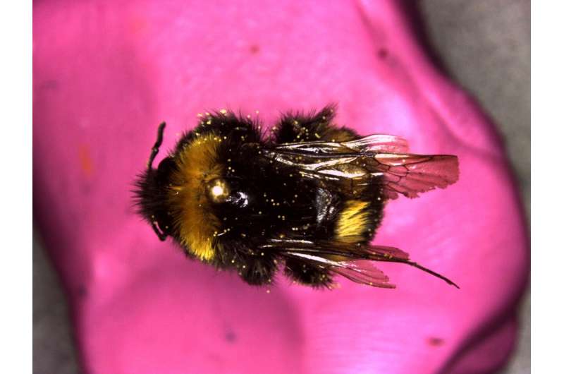 Natural history collections shed light on modern bumblebee struggles