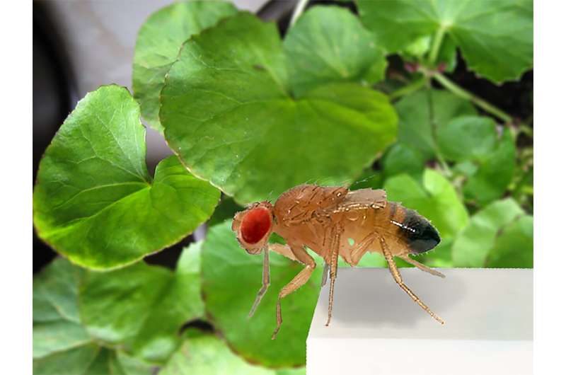 Natural products used in Ayurvedic treatments alleviate symptoms of depression in fruit flies