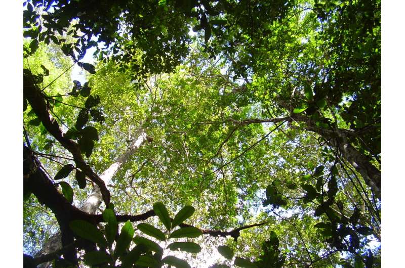 Естественно возобновляющиеся леса помогают защитить оставшиеся старые леса Амазонки.