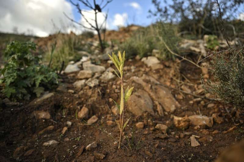 Nature fights back: a sapling pushes through the burned earth