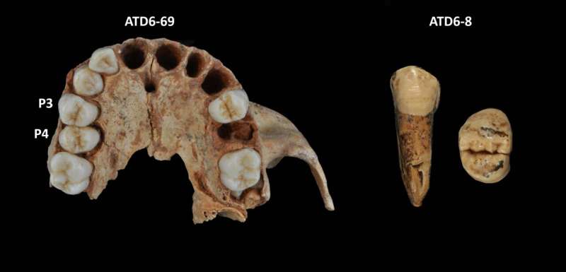 Neanderthals are not the only species whose dentition is characterized by the possession of thin enamel