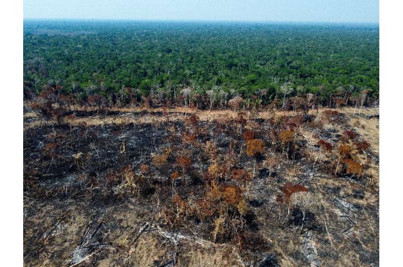 Nearly a football pitch of mature tropical trees were felled or burned every five seconds in 2022