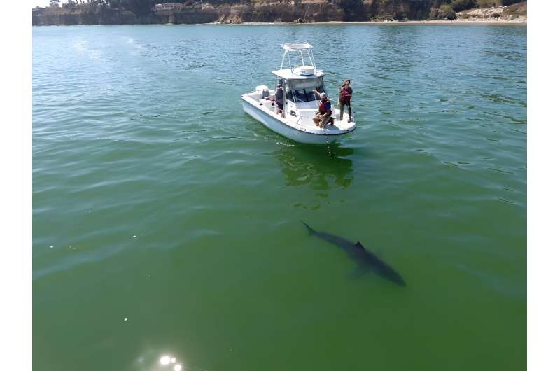 Need a bigger boat? Scientists are finding juvenile great white sharks in Monterey Bay, much further north than they ever used to be because of the warming oceans