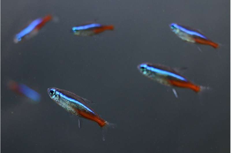 Neon tetra fish form queues to avoid bottlenecks