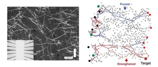 Networks of silver nanowires seem to learn and remember, much like our brains