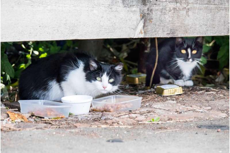 Neutering practices for owned UK cats significantly influence feral, stray populations