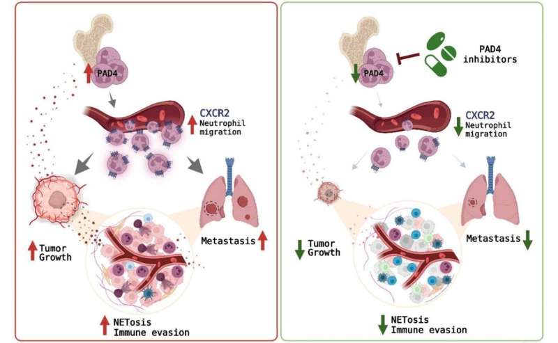 Neutrophil PAD4: How does it function in cancer beyond promoting NETosis?