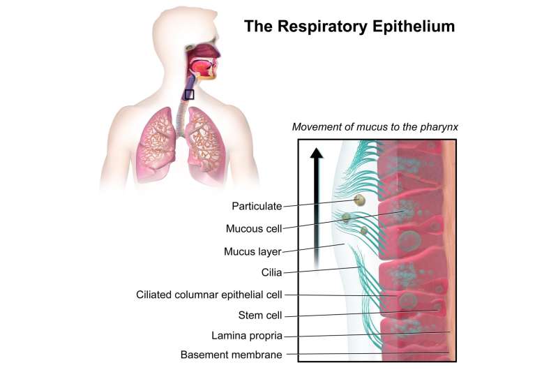 New airway cell type holds promise for respiratory diseases