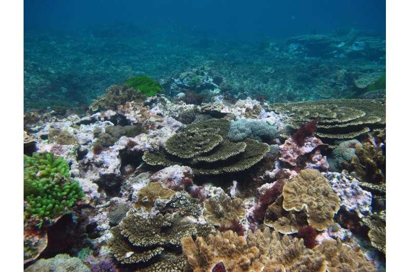 New algae species rewrites understanding of reef systems