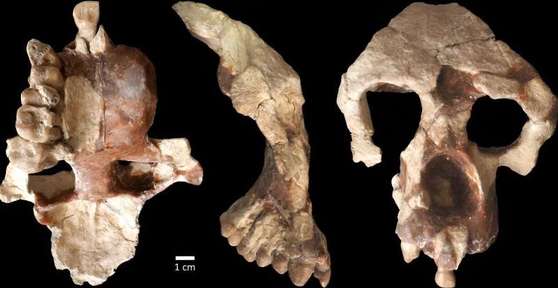 New ancient ape from Türkiye challenges the story of human origins