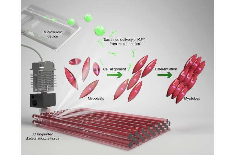 New and improved bioink to enhance 3D bioprinted skeletal muscle constructs