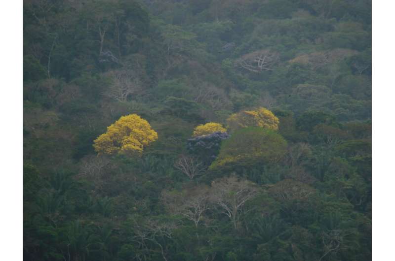 New angle on theory explaining species diversity in rainforest trees