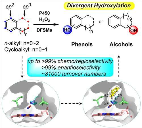 New approach enables regiodivergent and enantioselective hydroxylation of C-H bonds