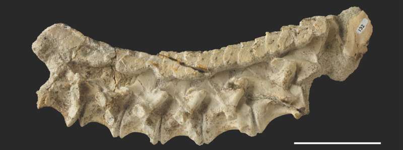 New archosaur species shows that precursor of dinosaurs and pterosaurs was armored