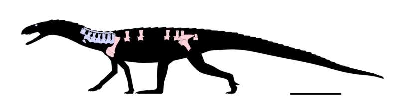 New archosaur species shows that precursor of dinosaurs and pterosaurs was armored