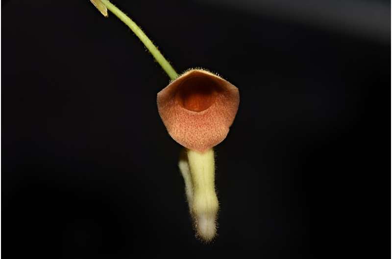 New Aristolochiaceae species found in Yunnan, China