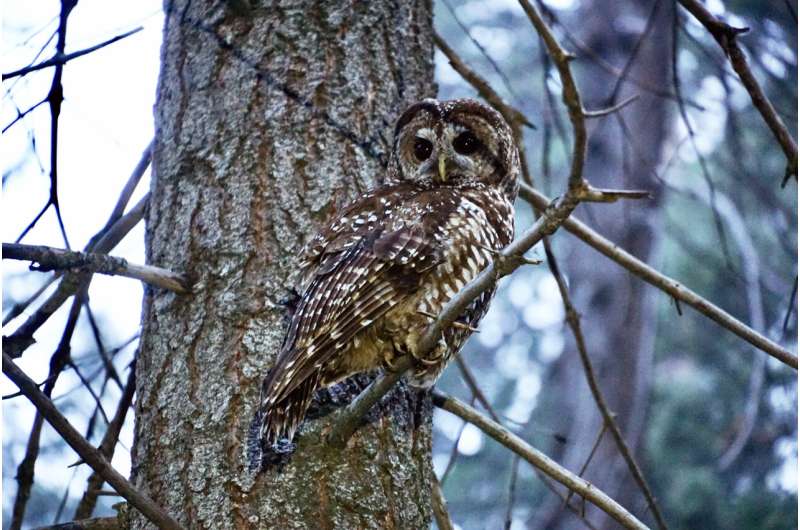 New audio technique used for census of California Spotted Owls in the Sierra Nevada