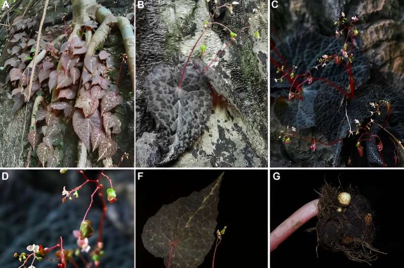 New begonia species found in southern Myanmar