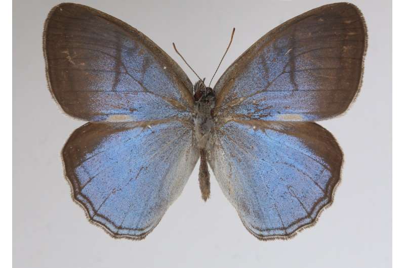 New butterfly species named after Smithsonian's retired museum specialist