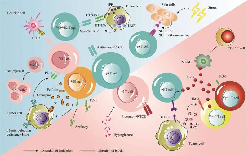 New Chinese Medical Journal review summarizes latest research on gamma delta T cells for tumor immunotherapy