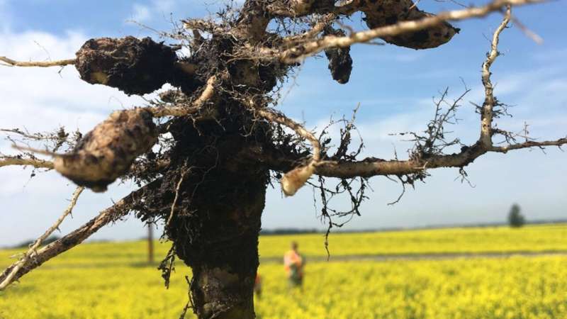 New clubroot strains continue to emerge in Western Canada
