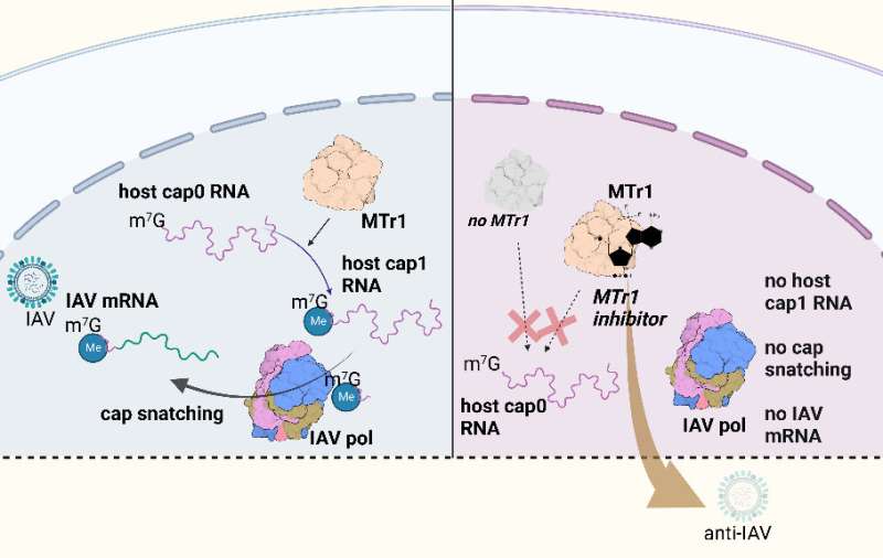 New compound inhibits influenza virus replication