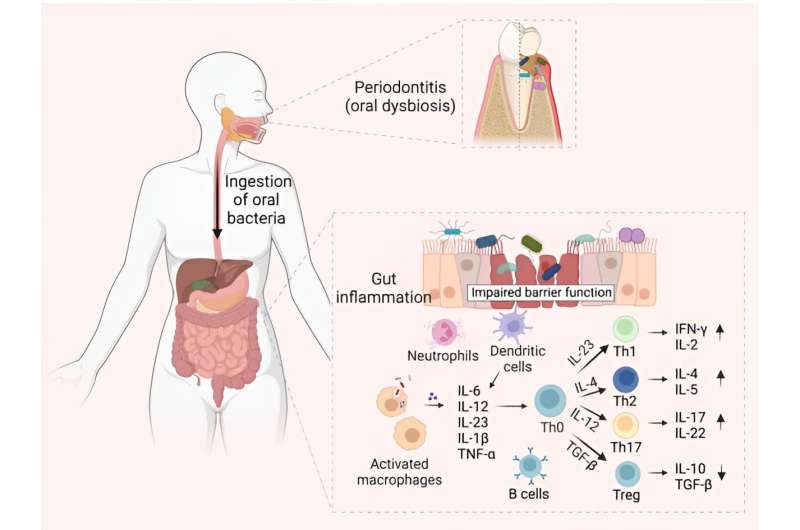Nova revisão abrangente reforça a defesa do “eixo oral-intestino”