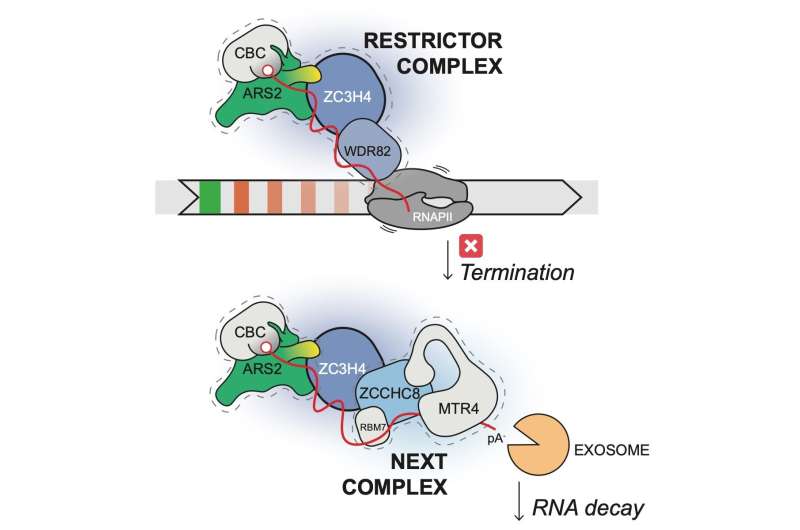 New connection between early transcription termination and RNA turnover
