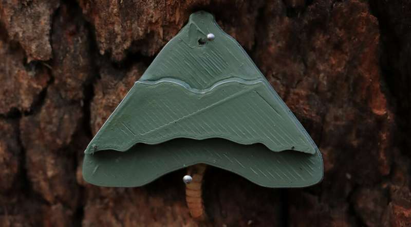 New depth of understanding about how camouflage takes shape