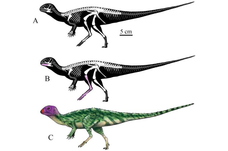 New dinosaur species discovered in Thailand - Phys.org