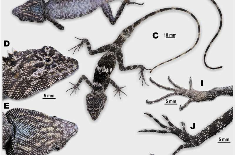 New 'dragon lizard' species with impressive camouflage