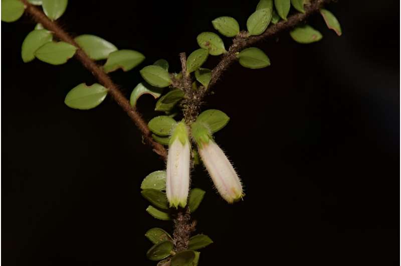 New endemic Agapetes species reported from Yunnan, China