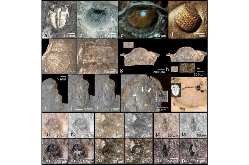 New eyes discovered in trilobites