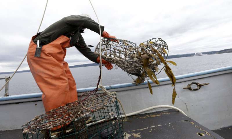 New federal program targets abandoned crab, lobster traps