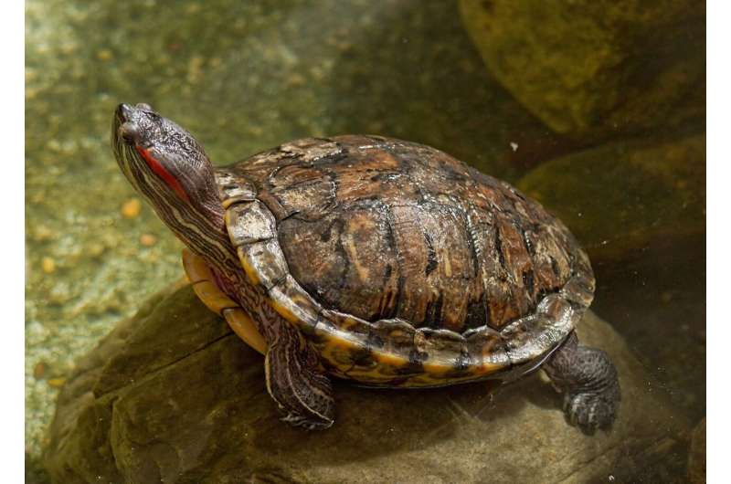 Новое открытие показывает, как и почему температура определяет пол черепах
